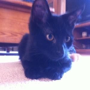 Meet your Posher, Rachel